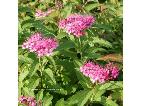 Spiraea bumalda (x) 'Antony Waterer' - tavolník nízký