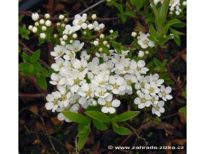 Spiraea cinerea 'Grefsheim' - tavolník popelavý