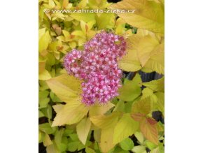 Spiraea japonica 'Golden Princess' - tavolník japonský