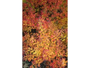 Spiraea nipponica 'Snowmound' - tavolník