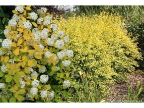 Spiraea vanhouttei (x) 'Gold Fountain' - tavolník van Houtteův