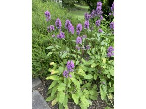Stachys monnieri 'Hummelo' - Čistec lékařský