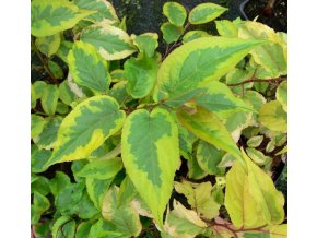 Stachyurus chinensis 'Joy Forever' - ocasnatec čínský