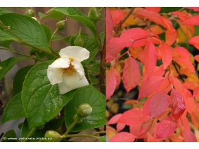 Stewartia pseudocamelia - stevarcie kaméliovitá