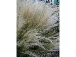 stipa tenuissima1