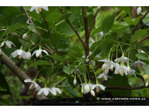 Styrax japonica - sturač japonský