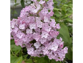 Syringa hyacinthiflora (x) 'Maiden's Blush' - šeřík hyacintokvětý