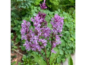 Syringa 'Kornik' - šeřík