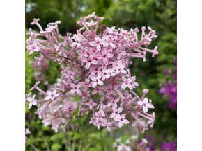 Syringa 'Pink Perfume' - šeřík