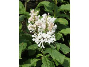 Syringa prestoniae (x) 'Agnes Smith' - šeřík Prestonové