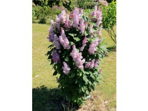 Syringa prestoniae (x) 'Minuet' - šeřík Prestonové