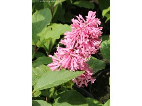 Syringa prestoniae (x) 'Miss Canada' - šeřík Prestonové