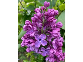 Syringa vulgaris 'Massena' - šeřík obecný