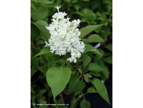 Syringa vulgaris 'Mme Lemoine' - šeřík obecný
