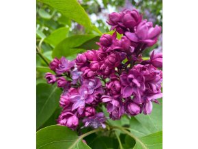 Syringa vulgaris 'Paul Thirion' - šeřík obecný