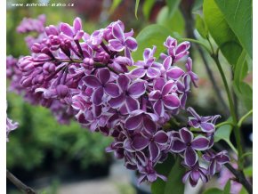 Syringa vulgaris 'Sensation' - šeřík obecný