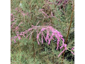 Tamarix pentandra 'Pink Cascade' - tamaryšek pětimužný