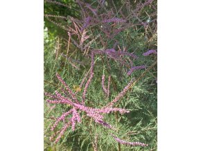 Tamarix ramosissima 'Rubra' - tamaryšek kaspický