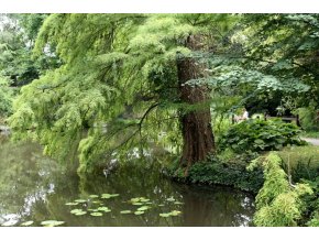 Taxodium distichum - tisovec dvouřadý