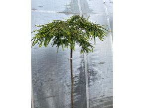 Taxodium distichum 'Secrest' kmínek - tisovec dvouřadý