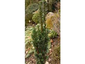 Taxus baccata 'Great Column' - tis červený