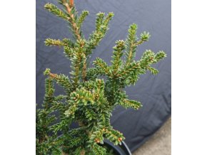 Taxus baccata 'Rushmore' - tis červený