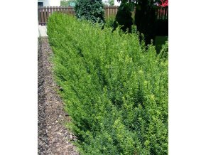 Taxus baccata semenáč - tis červený