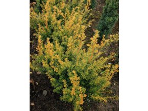 Taxus baccata 'Semperaurea' - tis červený