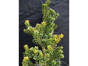 Taxus media 'Amersfoort' - tis prostřední