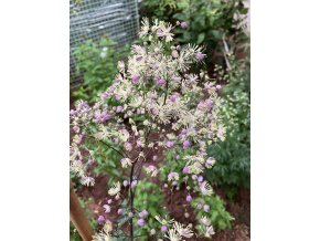 Thalictrum 'Elin' - žluťucha
