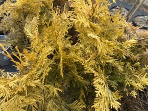 Thuja occidentalis 'Barabits Gold' - zerav západní