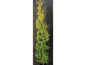 Thuja occidentalis 'Degroot Spire' - zerav západní