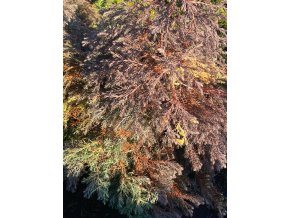 Thuja occidentalis 'Ericoides Variegata' - zerav západní