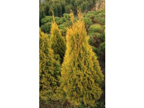 Thuja occidentalis 'Golden Smaragd' - zerav západní