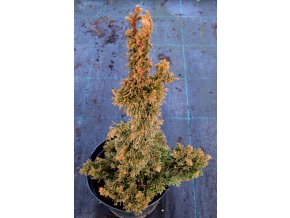 Thuja occidentalis 'Malonyana Holub' - zerav západní