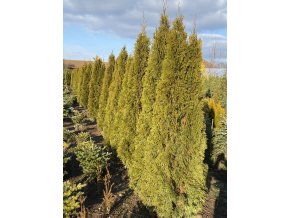 Thuja occidentalis 'Smaragd' balové - zerav západní
