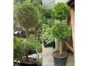 Thuja occidentalis 'Smaragd' kmínek - zerav západní