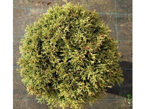 Thuja plicata 'Hillieri' - zerav obrovský/řasnatý
