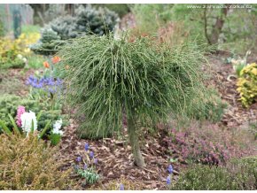 Thuja plicata 'Whipcord' kmínek - zerav obrovský/řasnatý