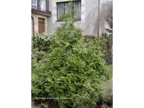 Thujopsis dolabrata - zeravinec japonský