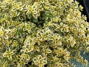 Thymus citriodorus (x) 'Aureus' - mateřídouška