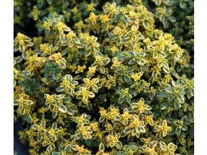 Thymus citriodorus (x) 'Aureus' - mateřídouška