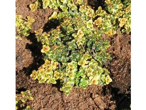 Thymus comosus 'Berthram Anderson' - mateřídouška