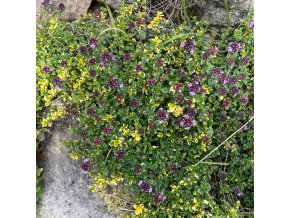 Thymus comosus 'Doone Valley' - mateřídouška