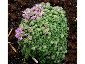 Thymus pygmaeus - mateřídouška trpasličí