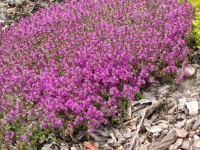Thymus serpyllum 'Magic Carpet' - mateřídouška úzkolistá