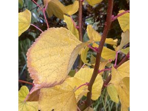 Tilia cordata 'Winter Orange' - lípa srdčitá