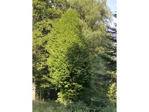 Tilia platyphyllos 'Fastigiata' - lípa velkolistá