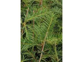 Torreya callifornica - Toreja kalifornská