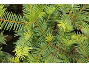 Torreya nucifera 'Crispa' - toreja japonská
